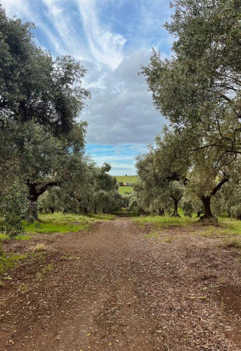 Viale Alberato Parco dell'Inviolata