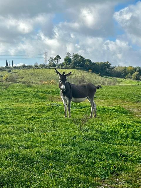 Asino nel Parco dell'Inviolata